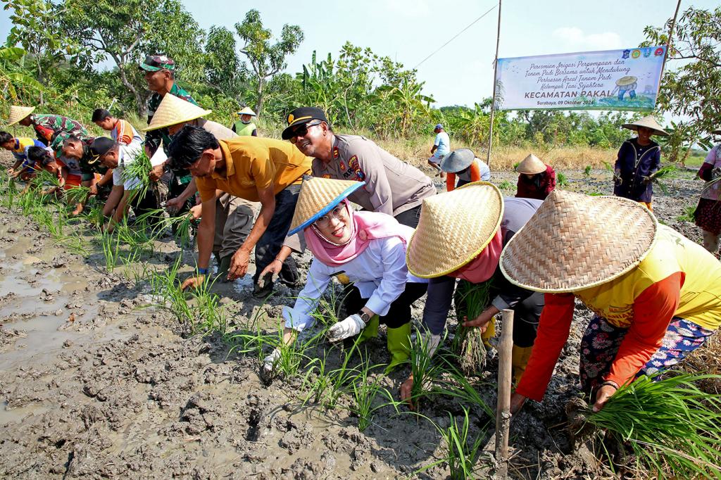 Jaga Ketahanan Pangan, Pemkot dan Kementan Resmikan Irigasi Pompa dan Tanam Padi